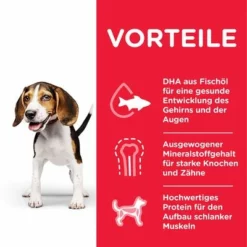 Hill's Science Plan Puppy <1 Medium Mit Huhn -ZOOPLUS Verkäufe 105942 hill s sp puppy huhn 14 kg 3 0