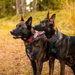 Rukka® Cube Soft Halsband, Rot / Schwarz -ZOOPLUS Verkäufe 139798 lfashion rukka cube soft halsband rot hs 04 4