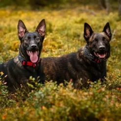 Rukka® Cube Soft Halsband, Rot / Schwarz -ZOOPLUS Verkäufe 139798 lfashion rukka cube soft halsband rot hs 05 6