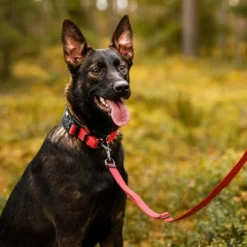 Rukka® Cube Soft Halsband, Rot / Schwarz -ZOOPLUS Verkäufe 139798 lfashion rukka cube soft halsband rot hs 06 0