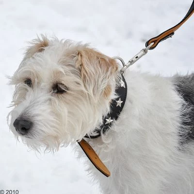 Heim Set: Vorführleine Stars + Lederhalsband Stars 9 Heim Set: Vorführleine Stars + Lederhalsband Stars – Bild 7