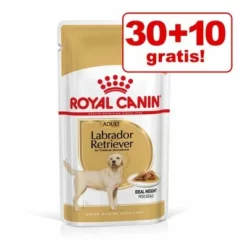30 + 10 / 36 + 12 Gratis! 40 X 140 G / 48 X 85 G Royal Canin Adult -ZOOPLUS Verkäufe 1675848962834 untitled 1 6