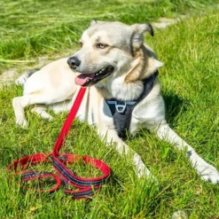 Petlando Pawz & Pepper Hundegeschirr Strong - Rot/schwarz -ZOOPLUS Verkäufe 174596 174696 petlando fuhrleinestrong rot 230cm hs 07 5