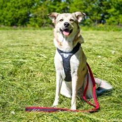 Petlando Pawz & Pepper Hundegeschirr Strong - Rot/schwarz -ZOOPLUS Verkäufe 174596 174696 petlando fuhrleinestrong rot 230cm hs 08 6