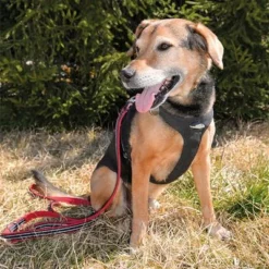Petlando Pawz & Pepper Hundegeschirr Strong - Rot/schwarz -ZOOPLUS Verkäufe 174596 174696 petlando fuhrleinestrong rot 230cm hs 08 7