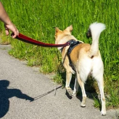 Petlando Pawz & Pepper Hundegeschirr Strong - Rot/schwarz -ZOOPLUS Verkäufe 174596 174696 petlando fuhrleinestrong rot 230cm hs 10 3