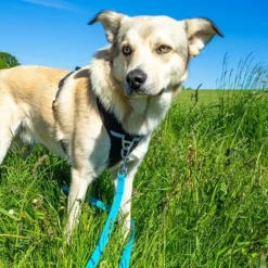 Petlando Pawz & Pepper Schleppleine Strong, Blau 15 Petlando Pawz & Pepper Schleppleine Strong, Blau -ZOOPLUS Verkäufe 174796 174797 pawznpepper schleppleine rund geflochten blau hs 04 2