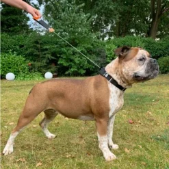 WowWow Hundehalsband Professional, Schwarz -ZOOPLUS Verkäufe 175296 175197 175198 wowwow hundehalsband professional schwarz hs 5 6