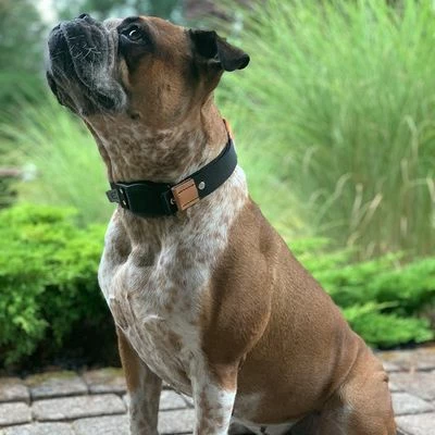 WowWow Hundehalsband Professional, Schwarz – Bild 3