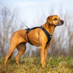 Curli Belka Comfort Geschirr - Schwarz -ZOOPLUS Verkäufe 176034 curli belka comfort geschirr schwarz hs 08 3