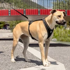 Curli Belka Comfort Geschirr - Schwarz -ZOOPLUS Verkäufe 176034 curli belka comfort geschirr schwarz hs 09 6