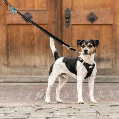 Curli Verstellbare Leine Nylon, Schwarz 4 Curli Verstellbare Leine Nylon, Schwarz – Bild 2