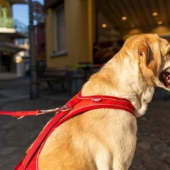 Curli Belka Comfort Geschirr - Rot -ZOOPLUS Verkäufe 177196 curli belka comfort geschirr rot hs 11 1