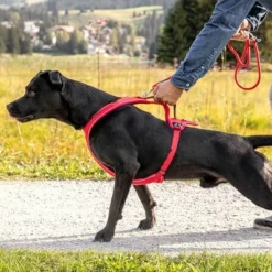 Curli Belka Comfort Geschirr - Rot -ZOOPLUS Verkäufe 177196 curli belka comfort geschirr rot hs 14 8