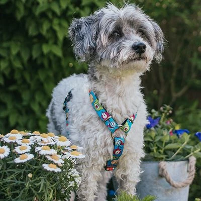 Max & Molly H-Geschirr Little Monsters 4 Max & Molly H-Geschirr Little Monsters – Bild 2