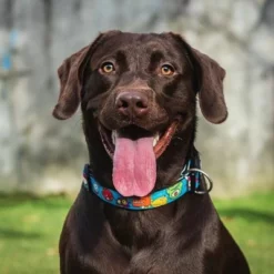 Max & Molly Smart ID Halsband Little Monsters -ZOOPLUS Verkäufe 186585 189896 189897 186586 maxnmolly smartid halsband littlemonsters dog hs 09 0