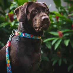 Max & Molly Multifunktionsleine Little Monsters -ZOOPLUS Verkäufe 189696 186582 189796 maxnmolly multifunktionsleine littlemonsters dog hs 02 7