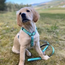 Max & Molly Multifunktionsleine Ducklings -ZOOPLUS Verkäufe 190196 190197 190198 maxnmolly multifunktionsleine ducklings hs 03 6