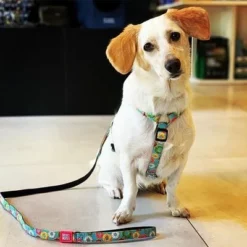 Max & Molly Kurzleine Donuts -ZOOPLUS Verkäufe 190208 maxnmolly kurzleine donuts hs 02 4