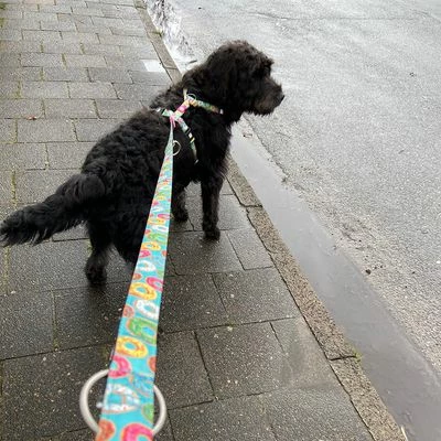 Max & Molly Multifunktionsleine Donuts 4 Max & Molly Multifunktionsleine Donuts – Bild 2