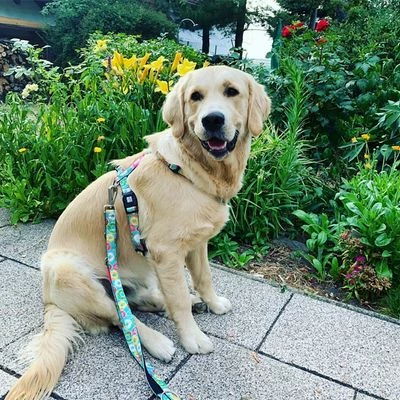 Max & Molly Multifunktionsleine Donuts 8 Max & Molly Multifunktionsleine Donuts – Bild 6