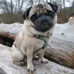 Max & Molly H-G﻿eschirr Donuts -ZOOPLUS Verkäufe 190296 190297 190396 maxnmolly hg eschirr donuts hs 03 2