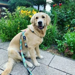 Max & Molly H-G﻿eschirr Donuts -ZOOPLUS Verkäufe 190296 190297 190396 maxnmolly hg eschirr donuts hs 04 1