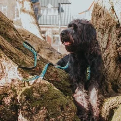 Max & Molly H-G﻿eschirr Black Sheep -ZOOPLUS Verkäufe 190405 190406 190407 maxnmolly hg eschirr blacksheep hs 04 5