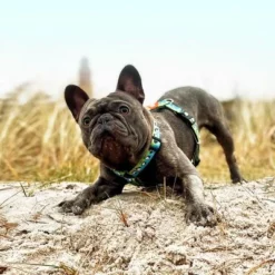 Max & Molly H-G﻿eschirr Black Sheep -ZOOPLUS Verkäufe 190405 190406 190407 maxnmolly hg eschirr blacksheep hs 08 3