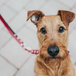 HUNTER Set: Halsband Swiss + Hundeleine Swiss 17 HUNTER Set: Halsband Swiss + Hundeleine Swiss -ZOOPLUS Verkäufe 19229 hunter f hrleine swiss hs 5 0 1