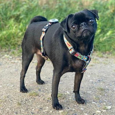 Max & Molly Matrix Ultra LED Safety Light 14 Max & Molly Matrix Ultra LED Safety Light – Bild 12