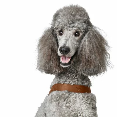 HUNTER Hundegeschirr Dimaro Aus Leder, Cognac – Bild 5