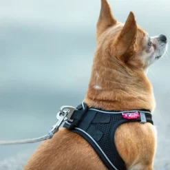 Curli Ultrastarke Taschenleine -ZOOPLUS Verkäufe 267896 267897 ultrastarke taschenleine hs 09 8