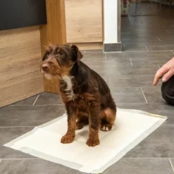 Kooa Trainingsunterlage Mit Bambus Für Hundewelpen -ZOOPLUS Verkäufe 272296 trainingsunterlage l mit welpe fg 6077 0