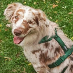 Nomad Tales Blush Geschirr, Emerald -ZOOPLUS Verkäufe 323020 nomad tales blush geschirr emerald 04 9