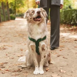 Nomad Tales Blush Geschirr, Emerald -ZOOPLUS Verkäufe 323020 nomad tales blush geschirr emerald 05 7