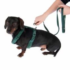 Nomad Tales Blush Geschirr, Emerald -ZOOPLUS Verkäufe 323024 325696 blush s fg 6937 5