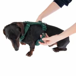 Nomad Tales Blush Geschirr, Emerald -ZOOPLUS Verkäufe 323024 blush s fg 6924 8