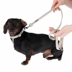 Nomad Tales Blush Halsband, Taupe -ZOOPLUS Verkäufe 324699 blush s fg 7002 7