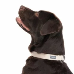 Nomad Tales Blush Halsband, Taupe -ZOOPLUS Verkäufe 324701 blush l fg 7179 6