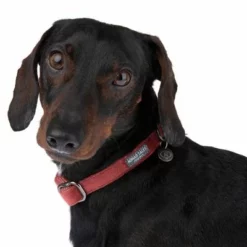 Nomad Tales Blush Halsband, Rosé -ZOOPLUS Verkäufe 324707 blush s fg 7010 1