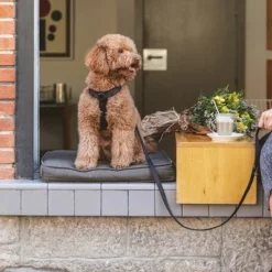 Nomad Tales Blush Hundeleine, Ebony -ZOOPLUS Verkäufe 325396 325397 nomadtales blush hundeleine ebony hs 02 5