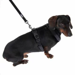 Nomad Tales Blush Hundeleine, Ebony -ZOOPLUS Verkäufe 325401 325396 blush s fg 6963 9