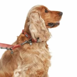 Nomad Tales Blush Hundeleine, Rosé -ZOOPLUS Verkäufe 325600 325601 nomadtales blush hundeleine rose hs 03 9