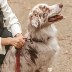 Nomad Tales Blush Hundeleine, Rosé -ZOOPLUS Verkäufe 325600 325601 nomadtales blush hundeleine rose hs 05 0