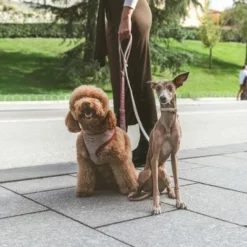 Nomad Tales Calma Hundeleine, Burgundy 25 Nomad Tales Calma Hundeleine, Burgundy -ZOOPLUS Verkäufe 325899 nomad tales calma hundeleine burgudy 120cm 03 3