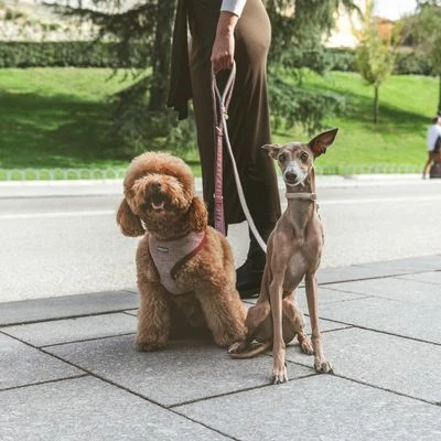 Nomad Tales Calma Hundeleine, Burgundy 13 Nomad Tales Calma Hundeleine, Burgundy – Bild 11