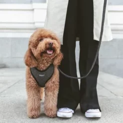 Nomad Tales Calma Hundeleine, Ebony 17 Nomad Tales Calma Hundeleine, Ebony -ZOOPLUS Verkäufe 325901 nomad tales calma hundeleine ebony 120cm 01 7