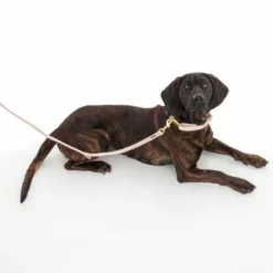 Nomad Tales Calma Halsband, Sand -ZOOPLUS Verkäufe 325903 calma l sand fg 7971 5