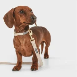 Nomad Tales Calma Halsband, Sand -ZOOPLUS Verkäufe 326198 326096 nomad tales calma halsband ebony 03 4